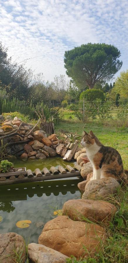Pensjonat Roulotte En Bois Sud France Le Soler Zewnętrze zdjęcie