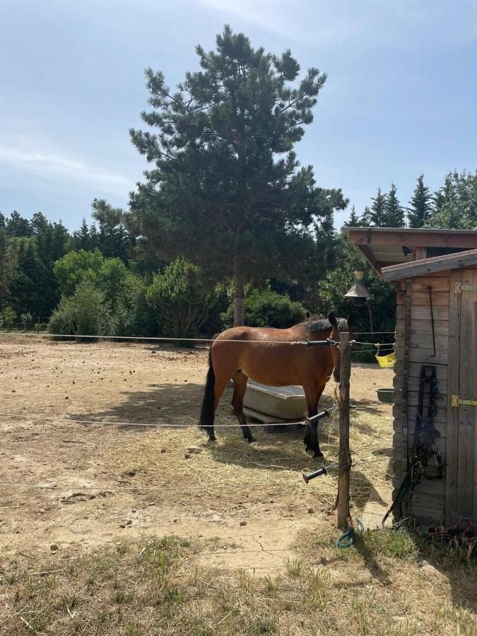 Pensjonat Roulotte En Bois Sud France Le Soler Zewnętrze zdjęcie