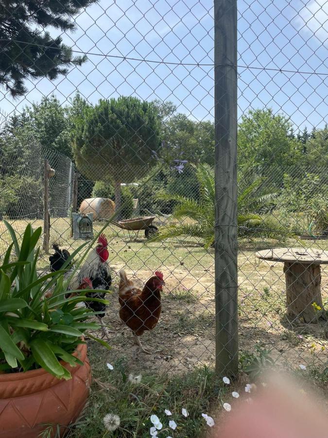 Pensjonat Roulotte En Bois Sud France Le Soler Zewnętrze zdjęcie